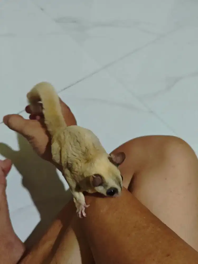 Sugar glider betina