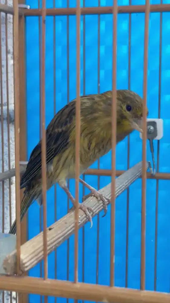 Burung kenari AF rasmi paud/anak jantan