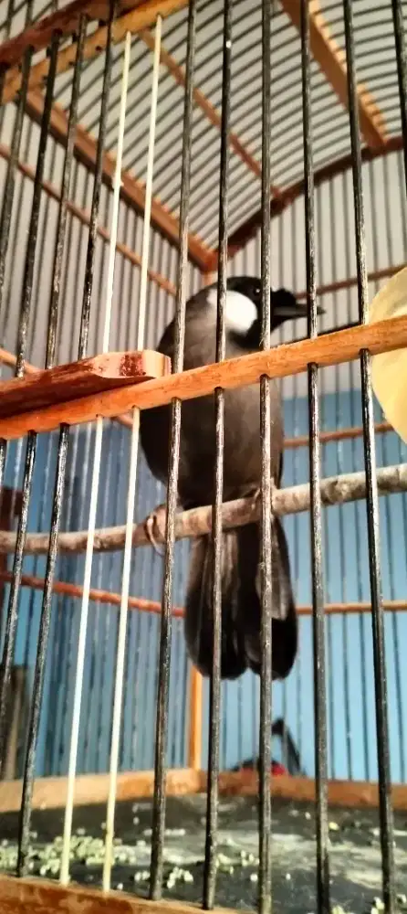 Poksay Hongkong gacor jinak