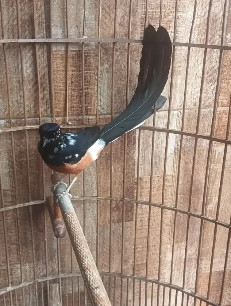 Burung Murai blorok trah panda