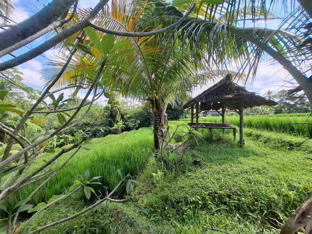 tanah kebun murah view sawah