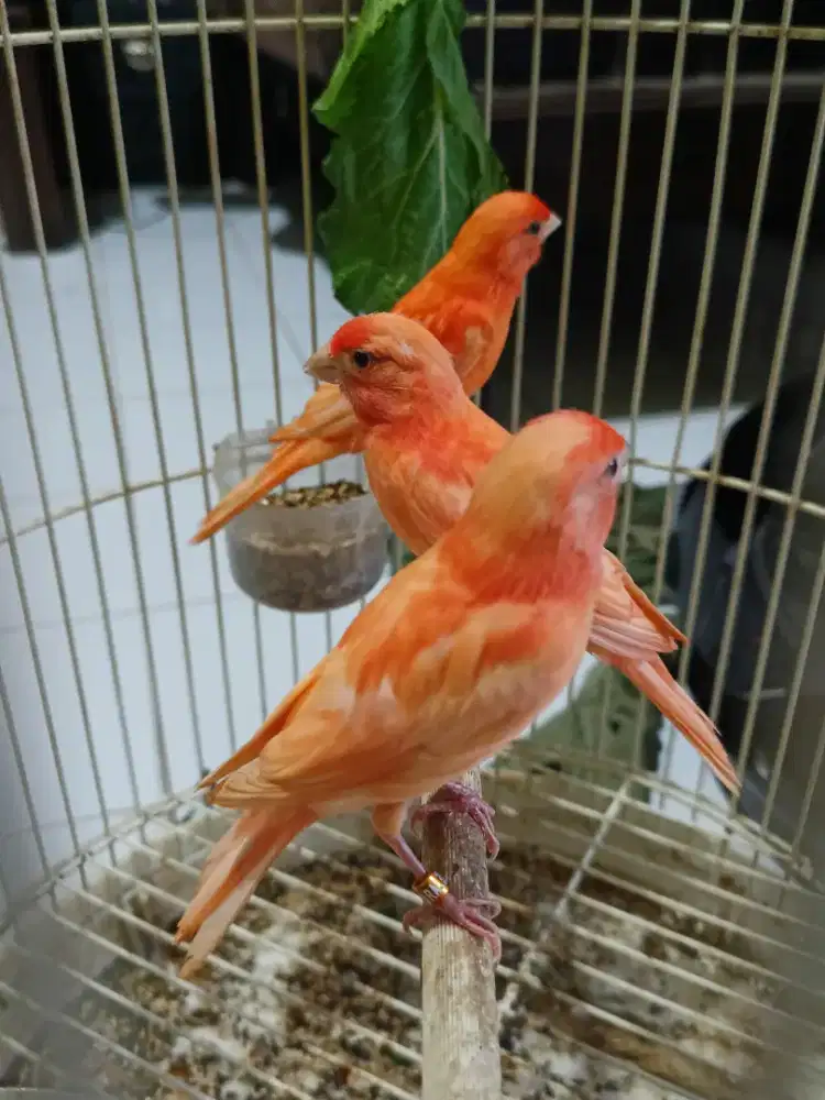 Kenari merah lokal bahan fik jantan usia 3bln