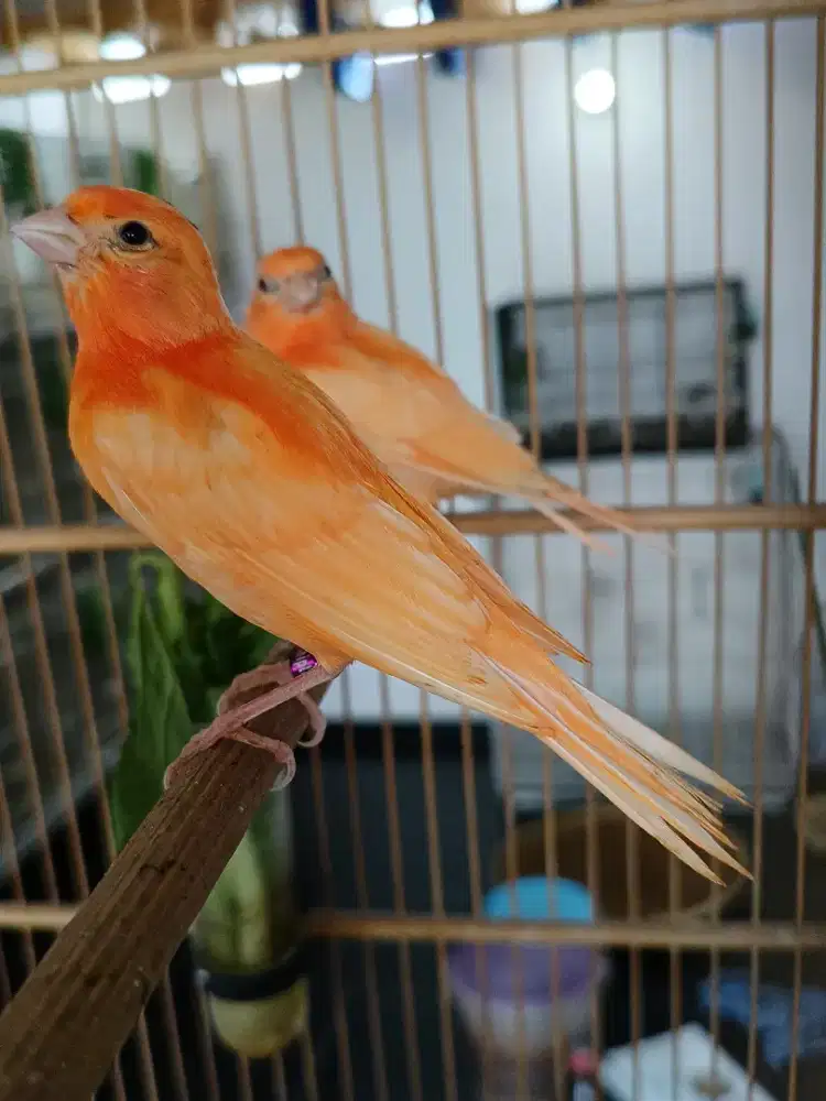 Kenari merah lokal bahan Fik jantan usia 3bln