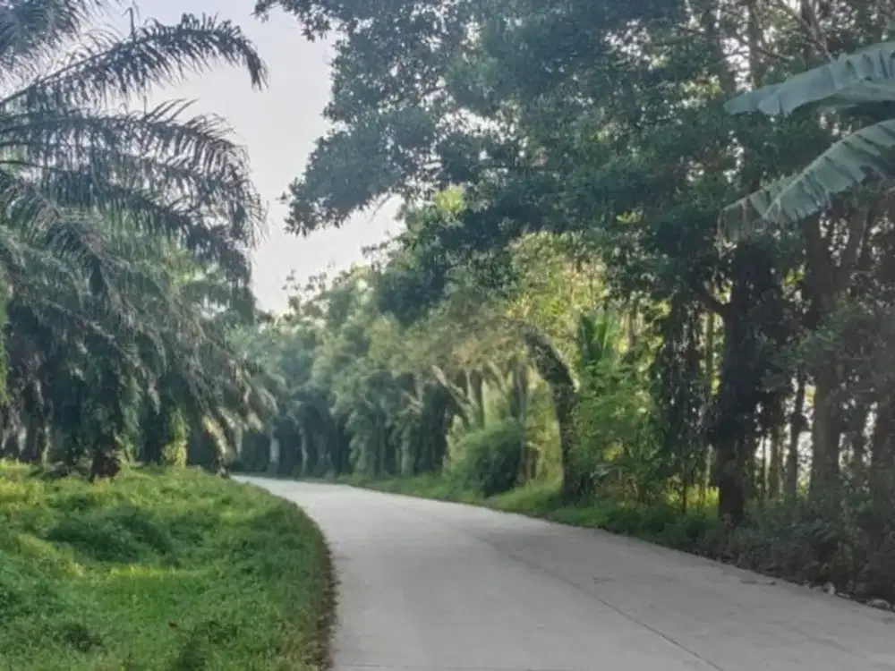 Tanah Luas 9,76 Ha di Maja – Harga Kompetitif, Siap Dikembangkan