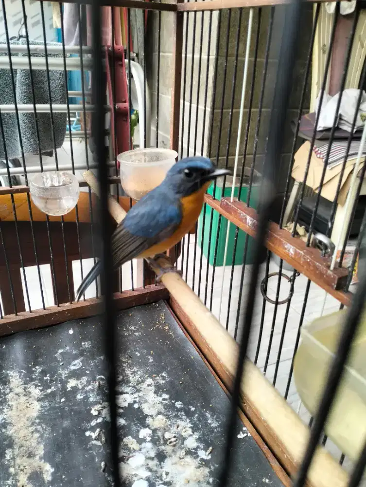 Tledekan gunung gacor