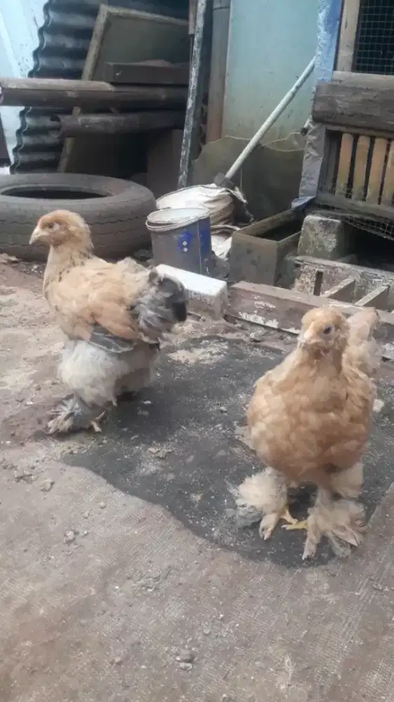 Sepasang ayam brahma