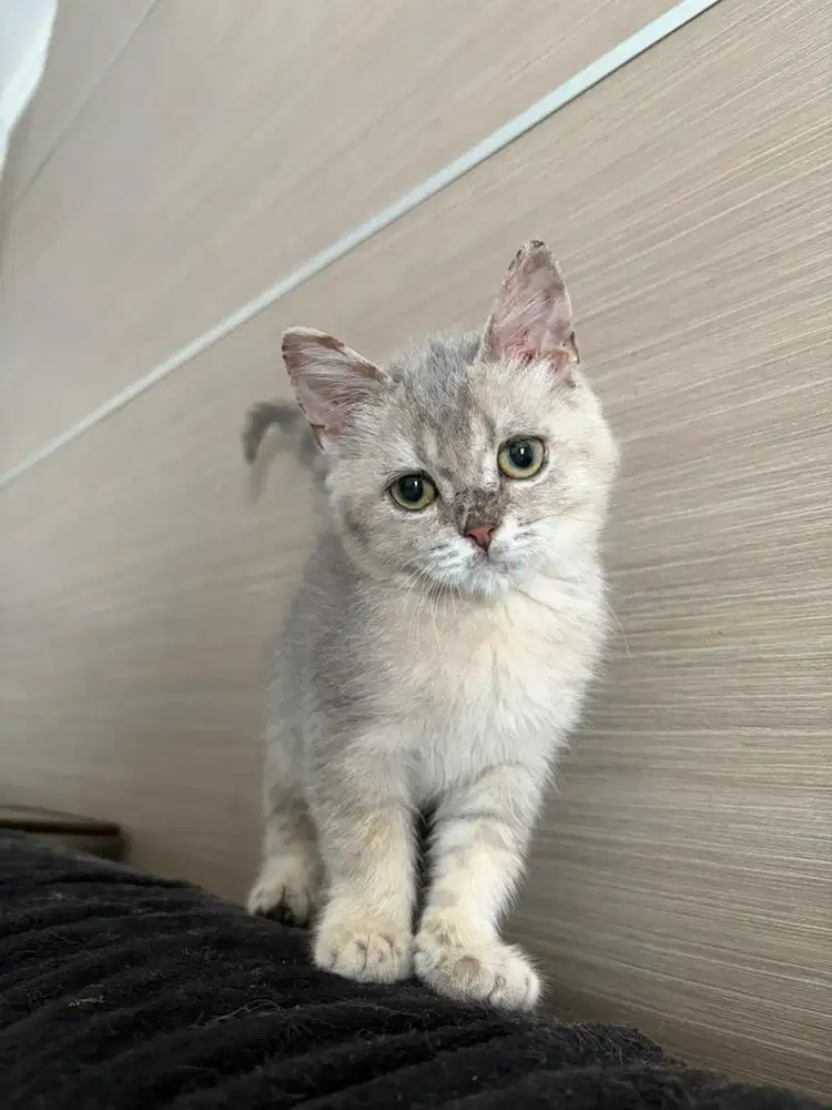 Kucing BSH British Shorthair Betina Kitten