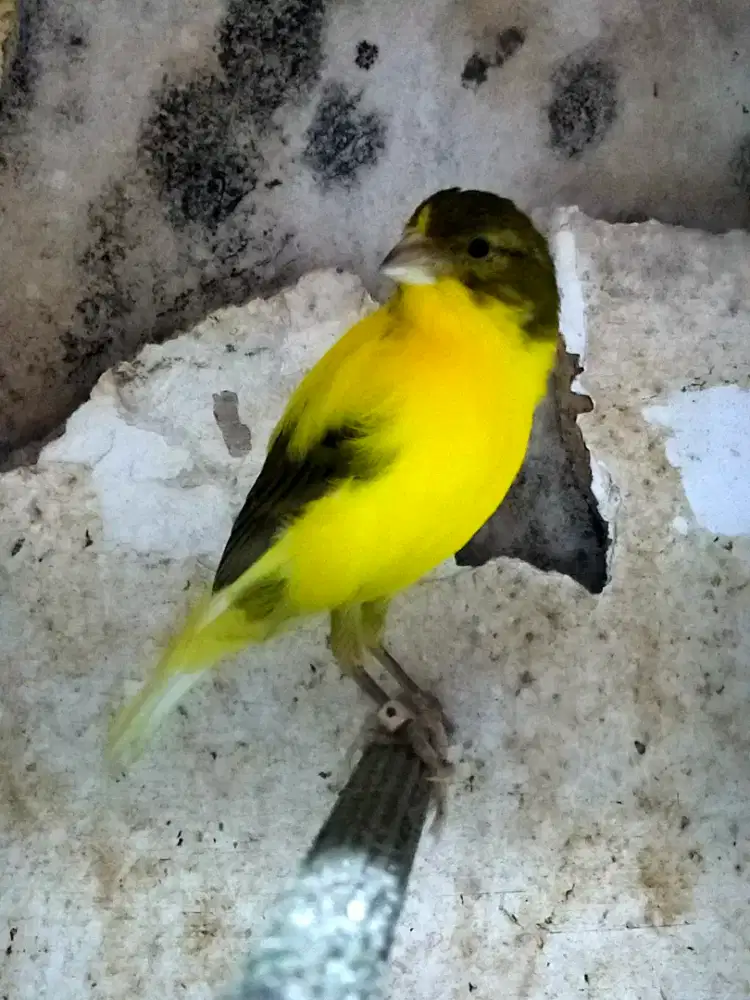 Burung kenari AF sf betina siapan