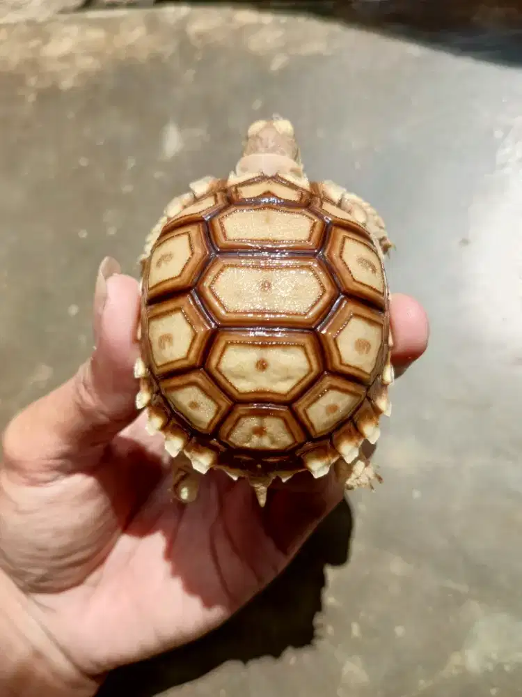 Kura darat Sulcata 7cm