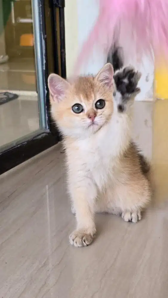 Kucing bsh golden ny11 jantan betina 2,5 bulan