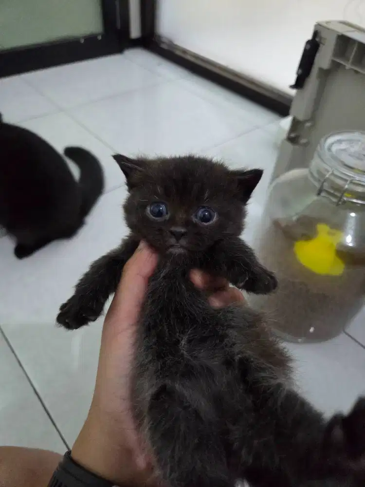 KUCING MUNCHKIN JANTAN