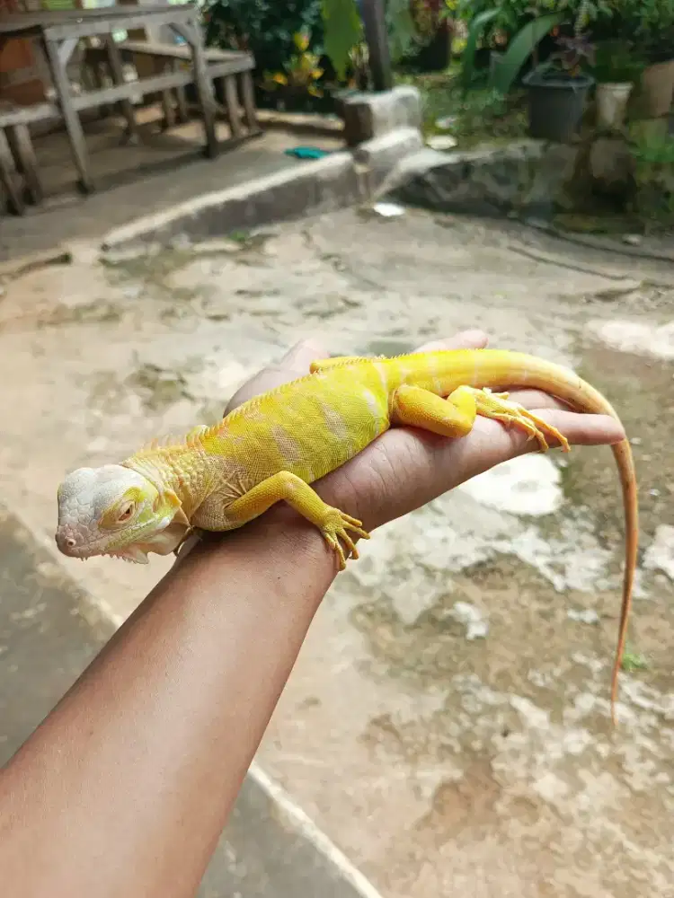 IGUANA ALBINO SIZE 52CM