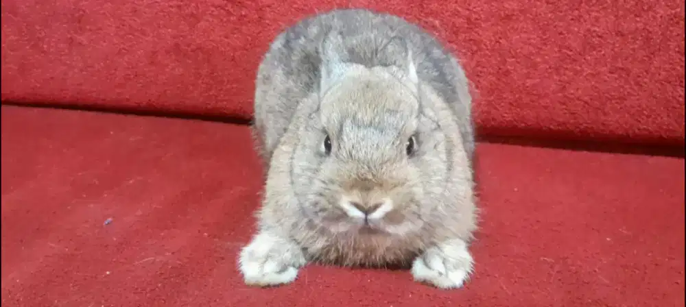 !!DIJUAL!! Kelinci ND (Netherland Dwarf) Betina