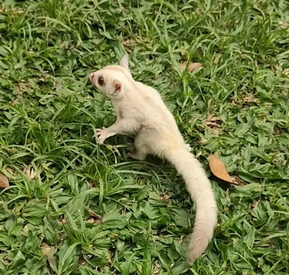 Sugar glider creamino joy