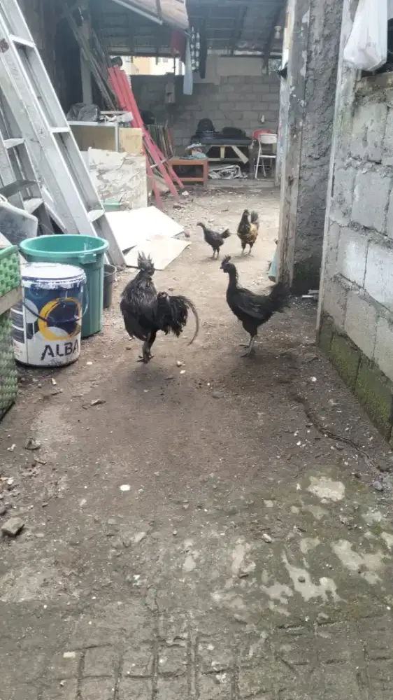 Dijual ayam Cemani sepasang jantan + betina sehat trengginas