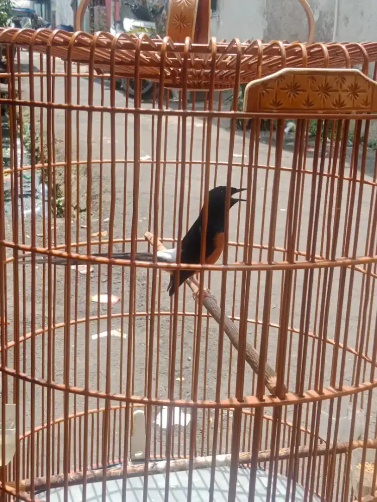 Murai prestasi di orang pertama