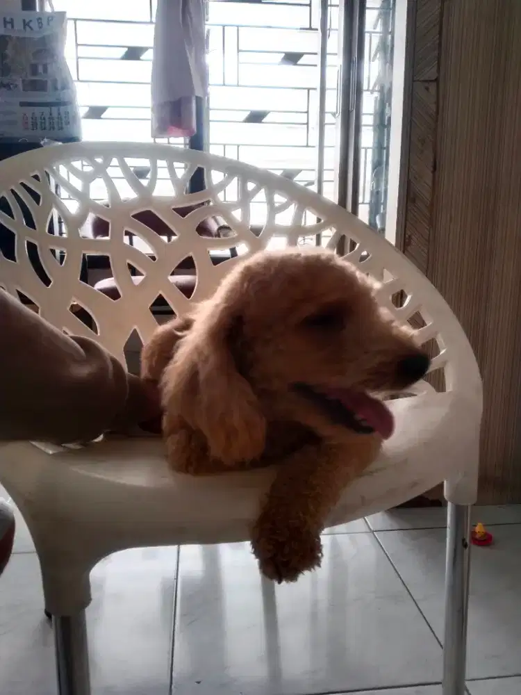dijual nego anjing poodle btina usia -/+ 1,5thn belum pernh dikawinkan