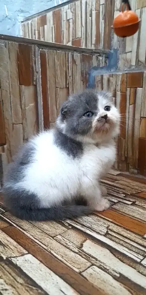 Kitten scottish fold