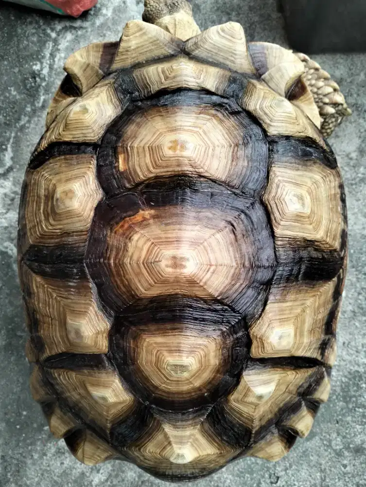 Sulcata jantan 43cm