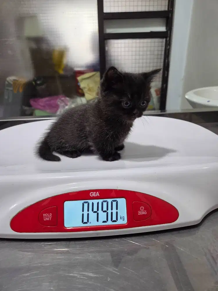 KUCING MUNCHKIN JANTAN