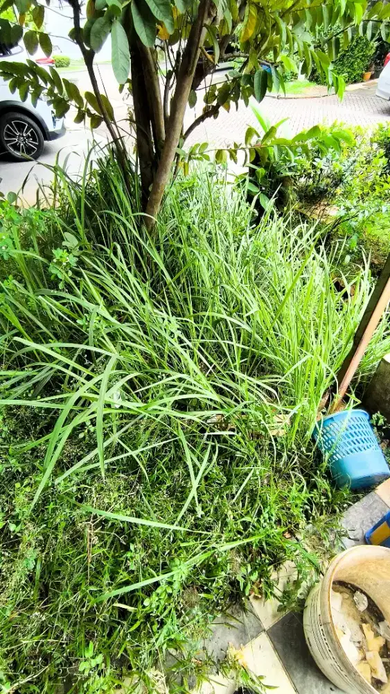 Pemotongan Rumput dan Taman Rapi, Ramah dan Safety