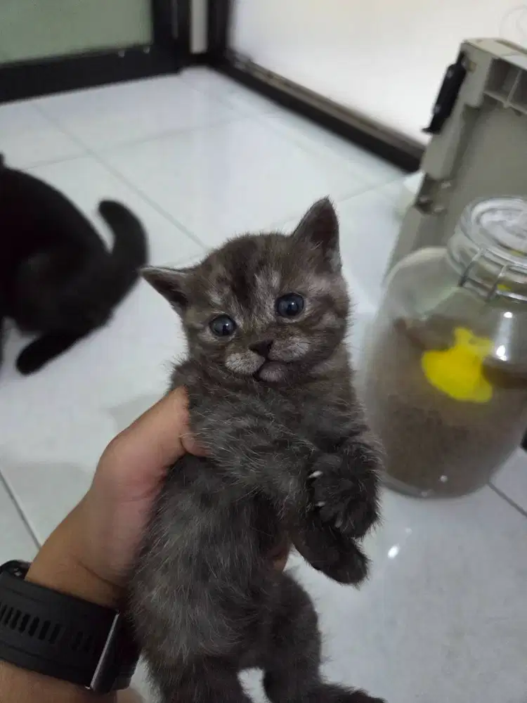 KUCING SCOTTISH STRAIGHT