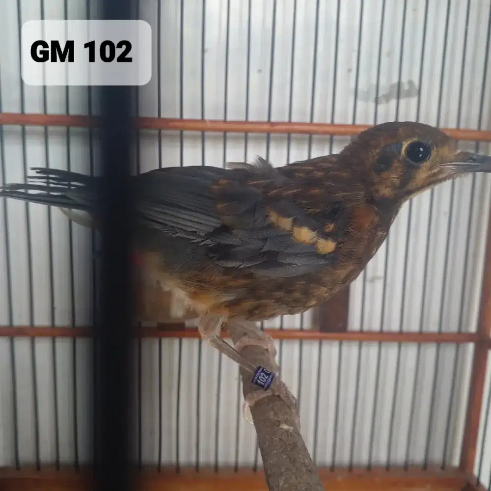 Burung Anis Merah Trotol