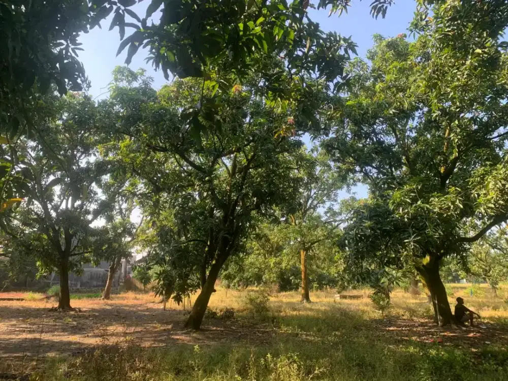 JUAL CEPAT TANAH KAVLING