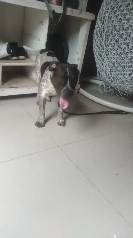 Pitbul jantan 5 bulan marley