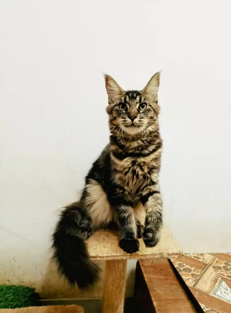 Kitten mainecoon betina pure no mix. Induk ped CFA