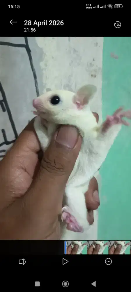 Sugar glider white mosaik jantan