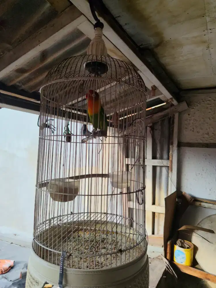 Di jual burung Lovebird pls kandang harga Rp 300.000 nego aja