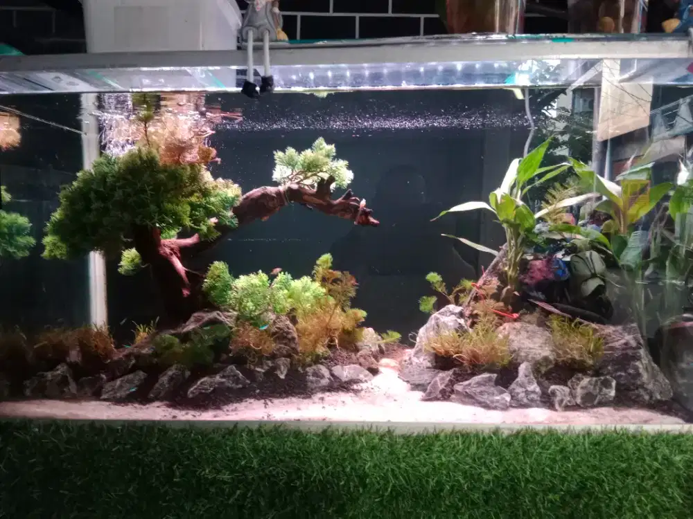 Aquarium tema aquascape bonsai