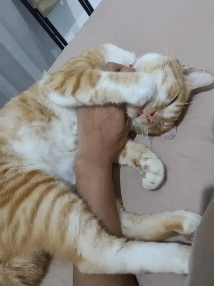 Butuh ART PULANG PERGI (PP)