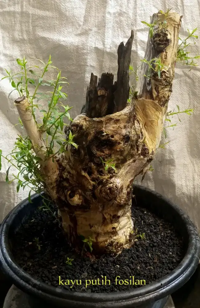 Bonsai kayu putih