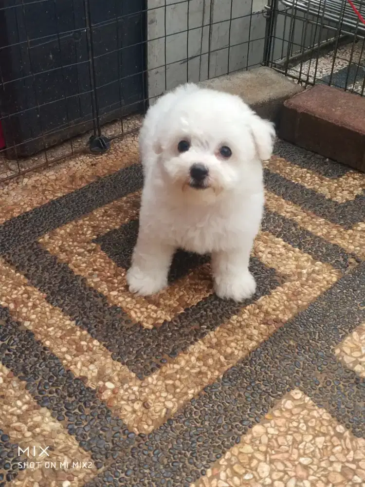 Anakan Bichon frise Betina