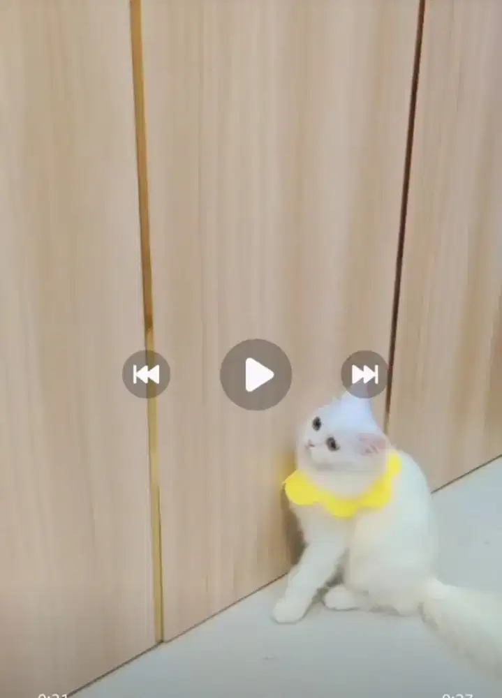 Kitten Persia 3mont, eating, litter pup