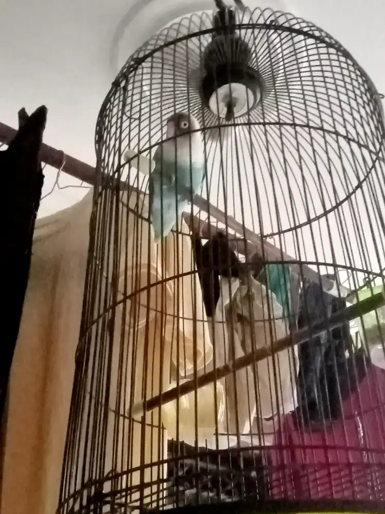 LB Paud betina blue es