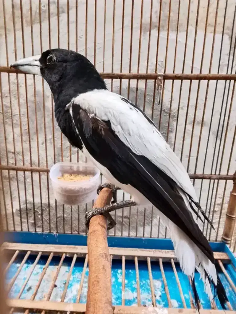 Burungjagalpapua harian bunyi