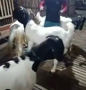 4 ekor kambing betina 50-60 kiloan siap kurban murmer berkualitas puas