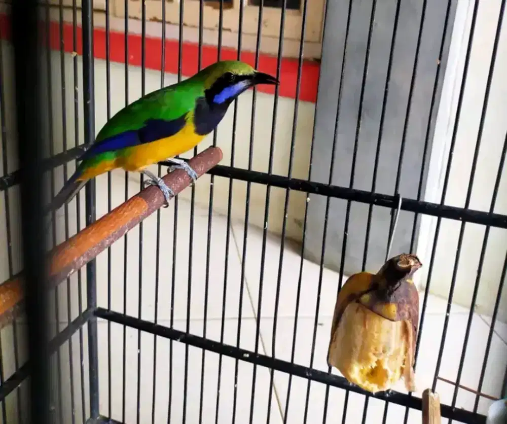 Cucak sungko jantan rawatan