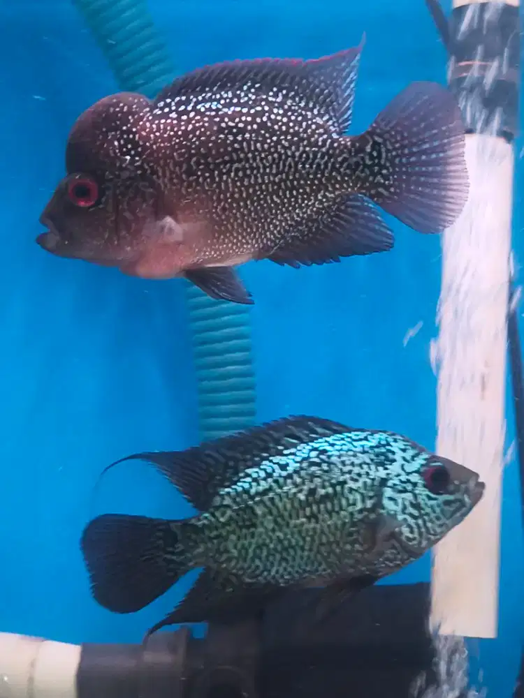 Sepasang Louhan Cencu (Ukrn. 7-8cm)