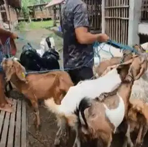 paketan 4 ekor kambing betina 50-60kiloan siap kambing qurban murmer