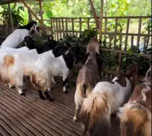paketan 4 ekor kambing betina 50-60kiloan siap kambing qurban murmer