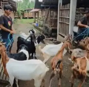 4 ekor kambing betina 50-60kiloan siap kurban murmer ekonomisan manteb