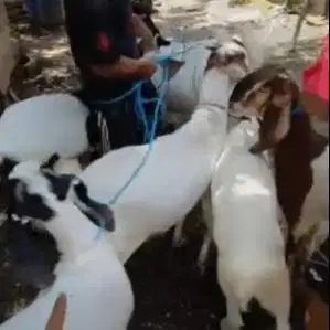 4 ekor kambing betina 50-60kiloan siap kurban murmer ekonomisan manteb