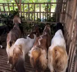 4 ekor kambing betina jumbo 50-60 kiloan siap kurban murmer ekonomisan