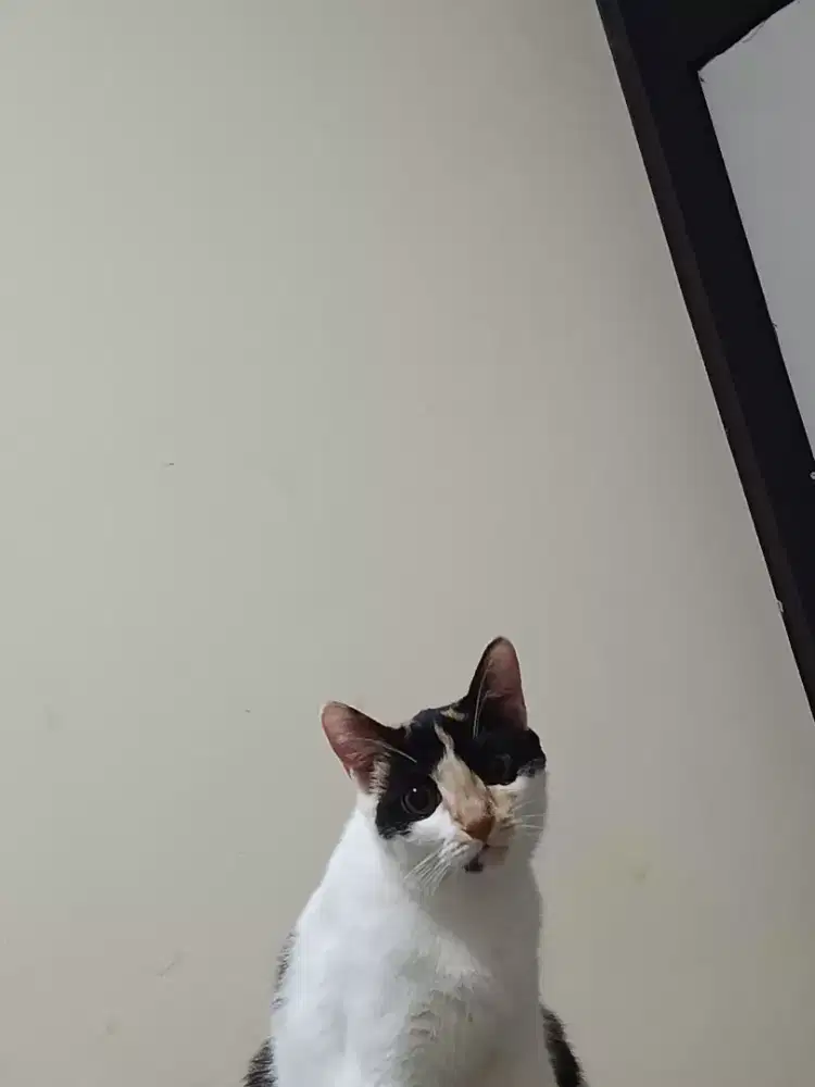 Kucing betina 1 tahun kurang lebih