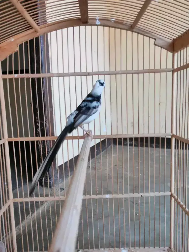 Murai batu panda jantan usia mapan gacor