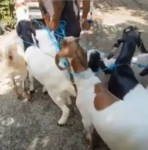 4 ekor kambing betina 50-60kiloan jumboan siap kurban 2026 ekonomisan
